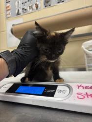 Shelter Stray Female Cat last seen , Sanford, FL 32773