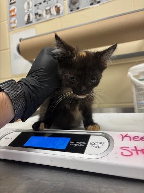 Shelter Stray Female Cat last seen , Sanford, FL 32773