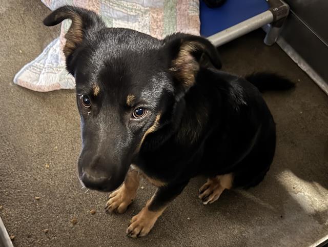 Shelter Stray Male Dog last seen , Camarillo, CA 93010
