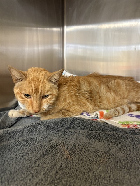 Shelter Stray Male Cat last seen , Castaic, CA 91384