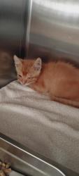 Shelter Stray Unknown Cat last seen , San Pedro, CA 90731