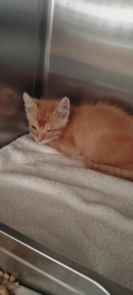 Shelter Stray Unknown Cat last seen , San Pedro, CA 90731