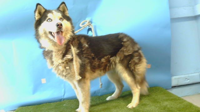 Shelter Stray Female Dog last seen , Gardena, CA 90248