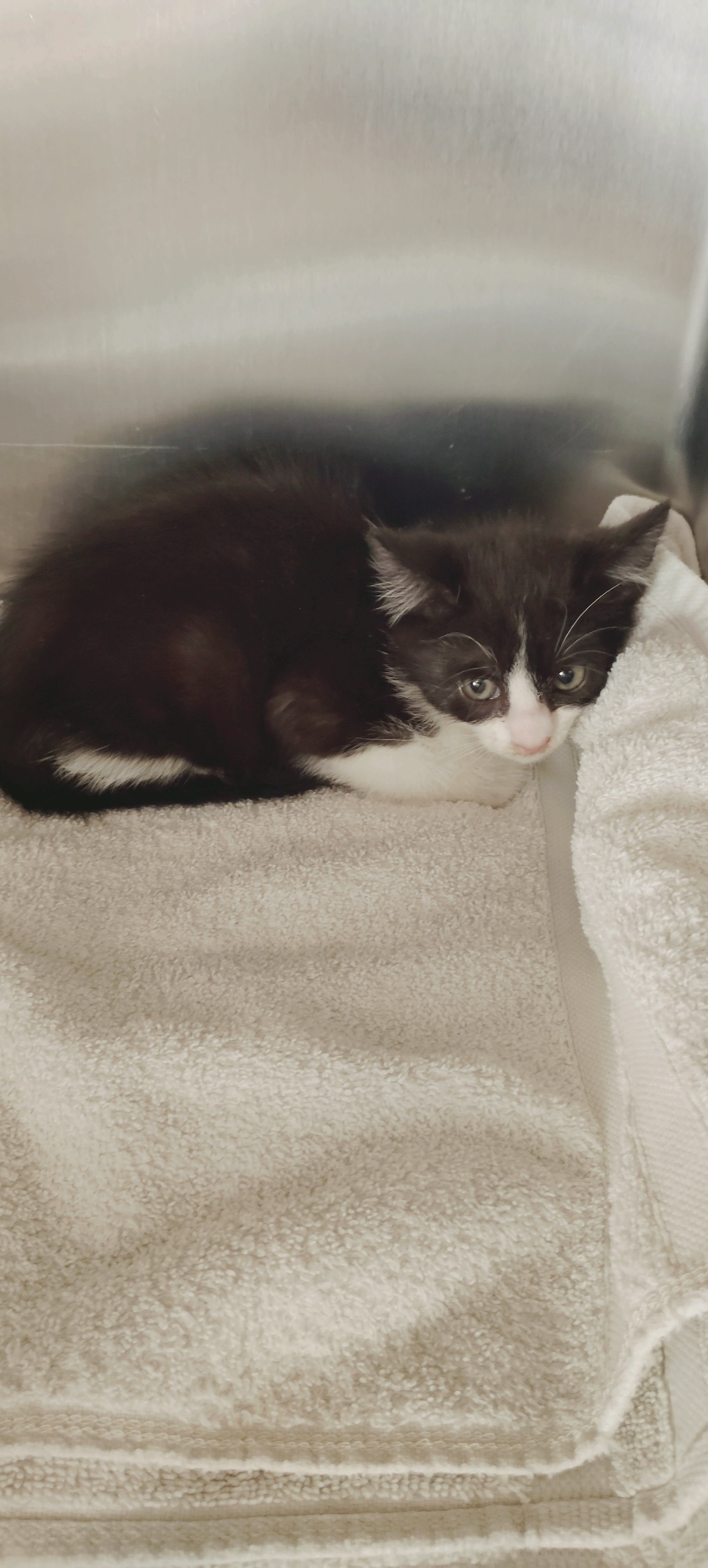 Shelter Stray Unknown Cat last seen , San Pedro, CA 90731