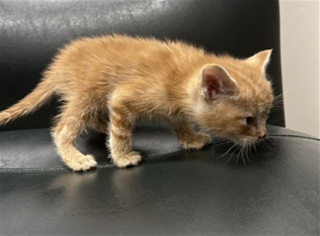 Shelter Stray Unknown Cat last seen Near BLOCK 5TH AVE, PUEBLO CO 81003, Pueblo, CO 81008