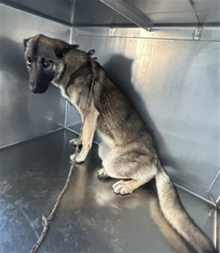 Shelter Stray Male Dog last seen , Irwindale, CA 91706