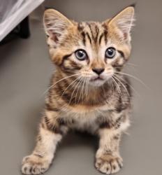 Shelter Stray Male Cat last seen , Los Angeles, CA 90031