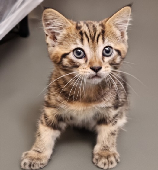 Shelter Stray Male Cat last seen , Los Angeles, CA 90031