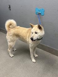 Shelter Stray Female Dog last seen N DURANGO DR & S 215, Las Vegas, NV 89101
