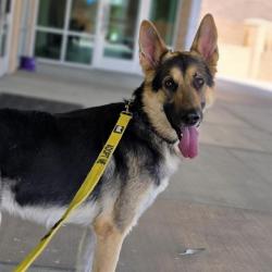 Shelter Stray Male Dog last seen , Las Vegas, NV 89101
