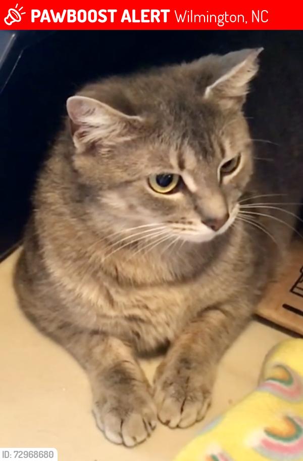 Lost Female Cat last seen Shipyard Blvd, Wilmington, NC 28412
