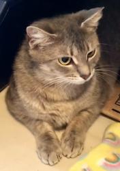 Lost Female Cat last seen Shipyard Blvd, Wilmington, NC 28412