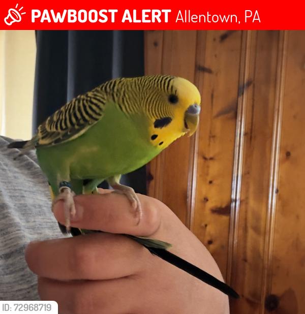 Lost Male Bird last seen N Elliger st ,carrot st , Allentown, PA 18102