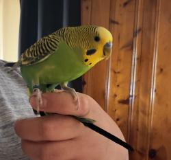Lost Male Bird last seen N Elliger st ,carrot st , Allentown, PA 18102