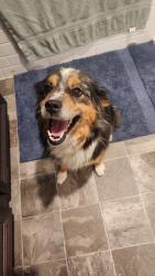 Found/Stray Female Dog last seen Anna and donna, North Las Vegas, NV 89032
