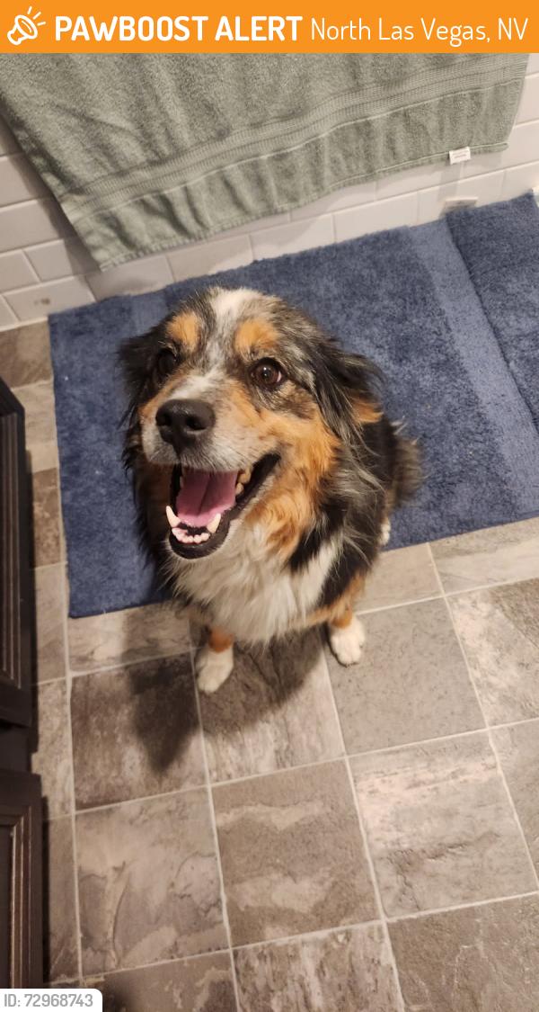 Found/Stray Female Dog last seen Anna and donna, North Las Vegas, NV 89032