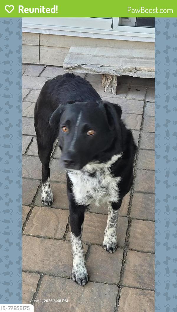 Reunited Female Dog last seen Chinden and 5 Mile, Boise, ID 83702