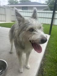 Found/Stray Female Dog last seen Aster and Iowa, Baton Rouge, LA 70802