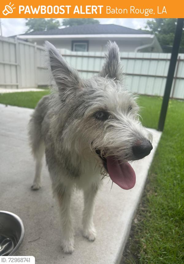 Found/Stray Female Dog last seen Aster and Iowa, Baton Rouge, LA 70802