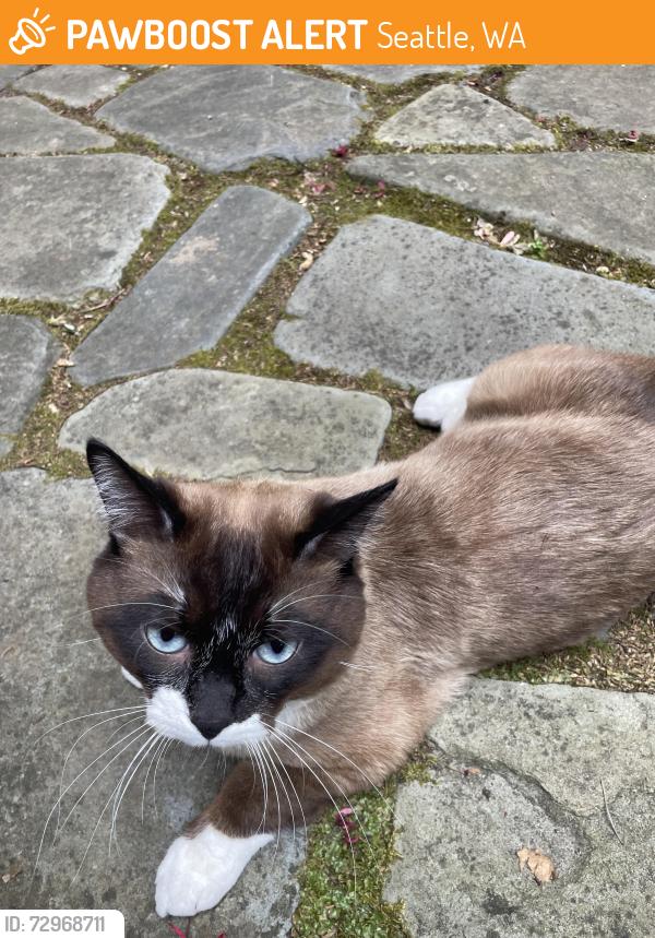Found/Stray Male Cat last seen E. Spring Street and 30th Ave, Seattle, WA 98122