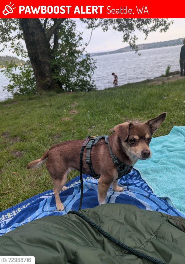 Lost Female Dog last seen Near S fontanelle st, Seattle, WA 98118