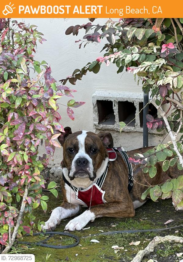 Found/Stray Male Dog last seen Broadway and Argonne, Long Beach, CA 90803