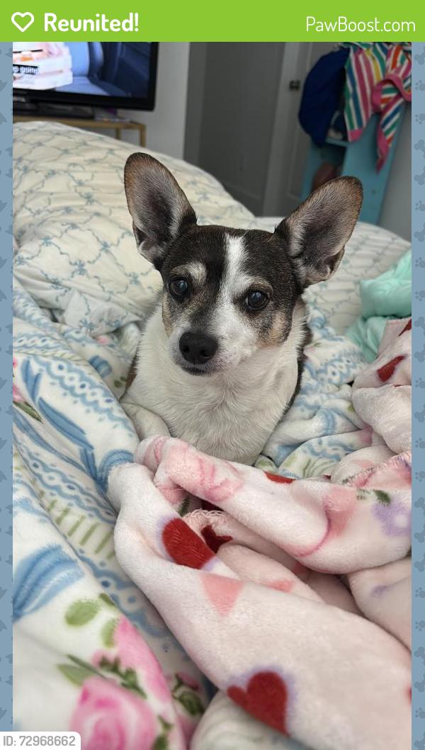 Reunited Male Dog last seen Naples and flaming ridge trail, Las Vegas, NV 89147