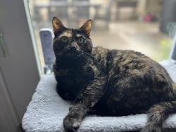 Lost Female Cat last seen Walmart lynnhaven parkway, Virginia Beach, VA 23456