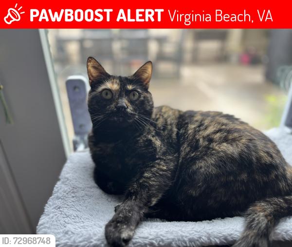 Lost Female Cat last seen Walmart lynnhaven parkway, Virginia Beach, VA 23456