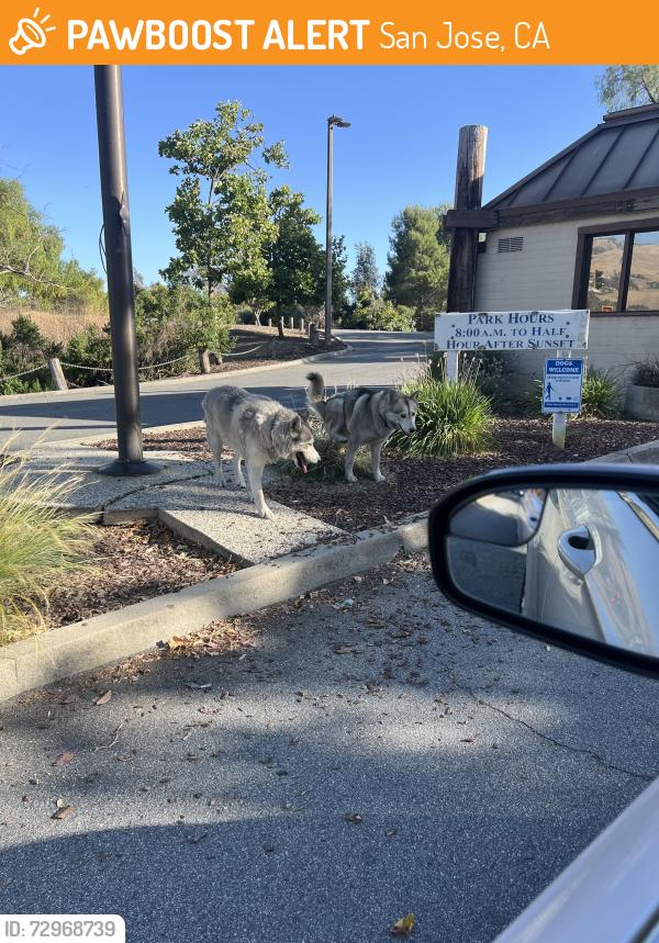 Found/Stray Unknown Dog last seen Cunningham , San Jose, CA 95148