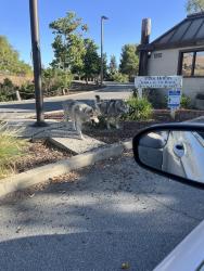 Found/Stray Unknown Dog last seen Cunningham , San Jose, CA 95148