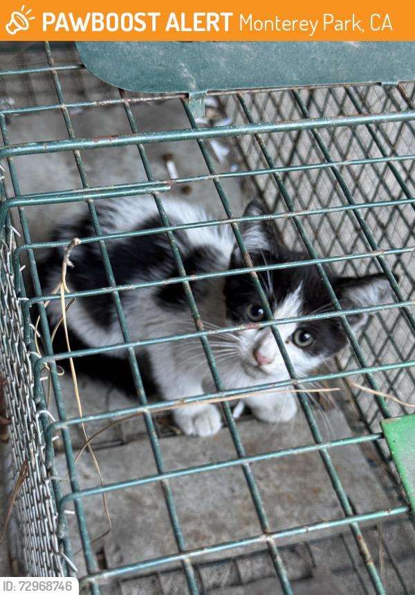 Found/Stray Unknown Cat last seen Baymont Monterey Park, Monterey Park, CA 91755