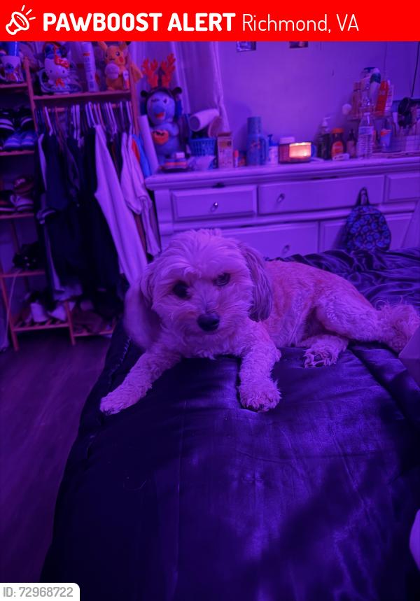 Lost Female Dog last seen Belont and turner rd , Richmond, VA 23234