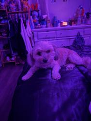 Lost Female Dog last seen Belont and turner rd , Richmond, VA 23234