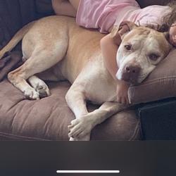 Lost Male Dog last seen Pecos between pebblegold and wigwam, Henderson, NV 89074