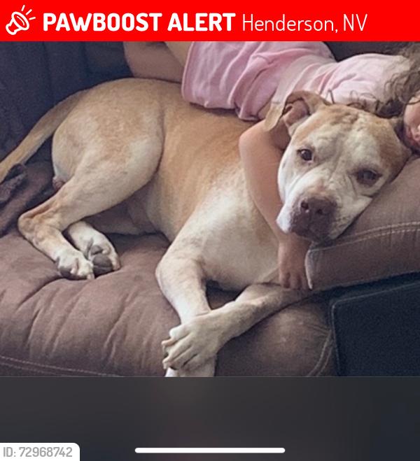 Lost Male Dog last seen Pecos between pebblegold and wigwam, Henderson, NV 89074