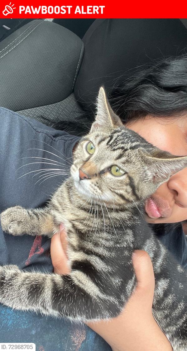 Lost Male Cat last seen Lynn Ln, North Little Rock, AR 72118