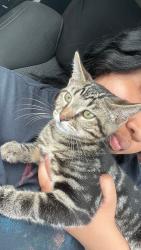 Lost Male Cat last seen Lynn Ln, North Little Rock, AR 72118