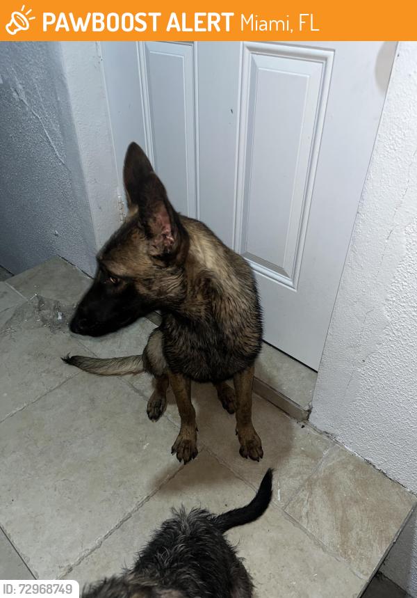 Found/Stray Female Dog last seen Near and 19th st, Miami, FL 33167