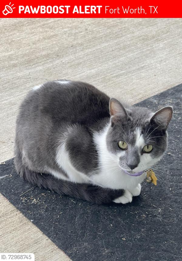 Lost Male Cat last seen Prairie Ridge estate off Avondale Haslet Rd, Fort Worth, TX 76052