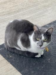 Lost Male Cat last seen Prairie Ridge estate off Avondale Haslet Rd, Fort Worth, TX 76052