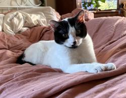 Reunited Female Cat last seen Between Cliff and Woodrow where they meet E Gladstone, Richmond, VA 23222