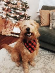 Reunited Male Dog last seen Heading east on 94th right past Irving Street, Westminster, CO 80031