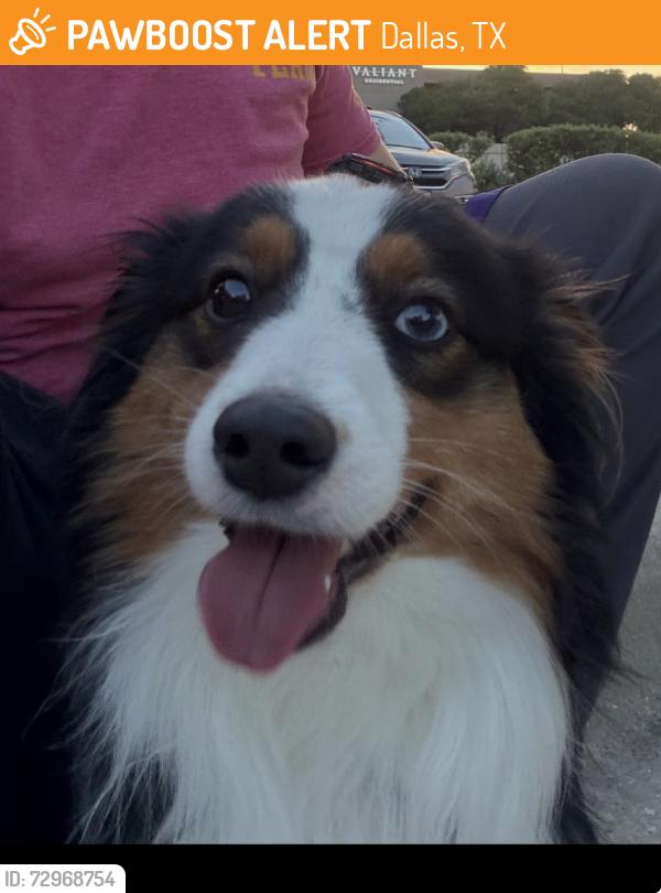 Found/Stray Female Dog last seen Forest Lane and N Central Expy, Dallas, TX 75243