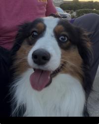 Found/Stray Female Dog last seen Forest Lane and N Central Expy, Dallas, TX 75243