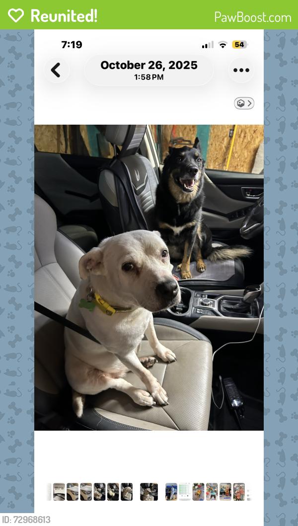 Reunited Female Dog last seen Down Bixby area, Bixby, OK 74008