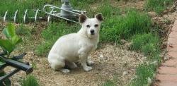 Reunited Male Dog last seen Between Paloma and Sanchez, Morgan Hill, CA 95037