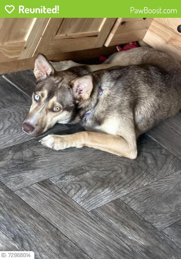 Reunited Female Dog last seen Sterns road, Clay, NY 13041