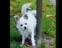Lost Male Dog last seen Lauder Rd, Houston, TX 77039