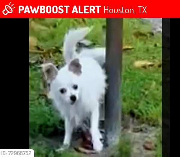 Lost Male Dog last seen Lauder Rd, Houston, TX 77039